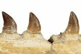 Mosasaur (Prognathodon) Jaw with Six Teeth - Morocco #259675-4